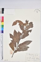 茅栗藏品圖，第1張