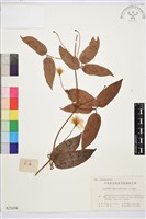 山木通藏品圖，第1張