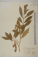 大果衛矛藏品圖，第1張