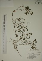 酢漿草藏品圖，第1張