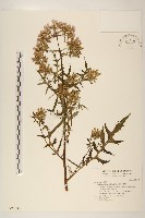 飛機草藏品圖，第1張