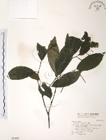 風藤藏品圖，第1張