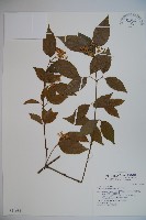 呂宋莢迷藏品圖，第1張