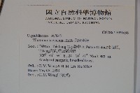 呂宋莢迷藏品圖，第2張