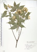 樟葉槭, 飛蛾子樹藏品圖，第1張