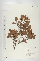 象牙柿藏品圖，第1張