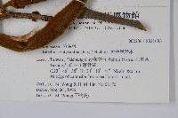 黃金風鈴木藏品圖，第2張