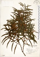 相思樹藏品圖，第1張