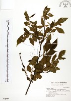 烏皮九芎、奮起湖野茉莉藏品圖，第1張