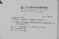 倒卵葉冬青、金平氏冬青藏品圖，第2張