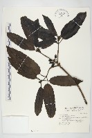 桃葉珊瑚藏品圖，第1張