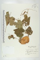 王瓜藏品圖，第1張