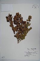 倒卵葉冬青、金平氏冬青藏品圖，第1張