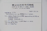 倒卵葉冬青、金平氏冬青藏品圖，第2張