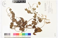 屏東鐵線蓮藏品圖，第2張