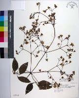 厚葉鐵線蓮藏品圖，第1張