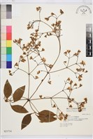 厚葉鐵線蓮藏品圖，第2張