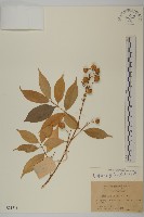 登錄號:S021718藏品圖，第1張