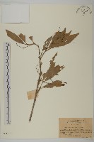 茶葉衛毛藏品圖，第1張