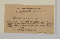 茶葉衛毛藏品圖，第2張