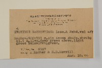 大果衛矛藏品圖，第2張