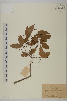 無柄衛矛藏品圖，第1張