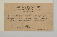 無柄衛矛藏品圖，第2張