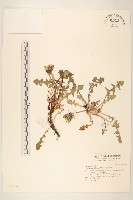 西洋蒲公英藏品圖，第1張