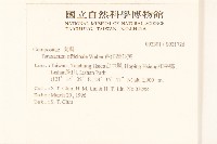 西洋蒲公英藏品圖，第2張