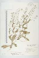 薺藏品圖，第1張