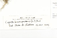 薺藏品圖，第3張