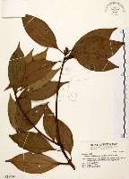 五掌楠藏品圖，第1張