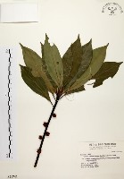 五掌楠藏品圖，第1張