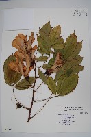 美人樹藏品圖，第1張