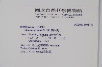 美人樹藏品圖，第2張