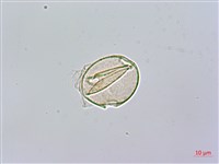 黑板樹藏品圖，第3張