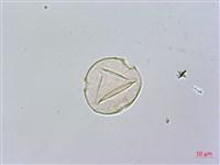 黑板樹藏品圖，第4張