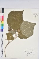 野桐藏品圖，第1張