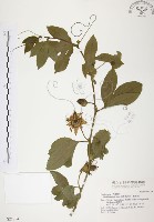 西番蓮、百香果藏品圖，第1張