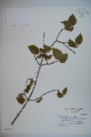 呂宋莢迷藏品圖，第1張