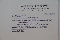 呂宋莢迷藏品圖，第2張