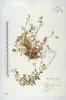 焊菜藏品圖，第1張