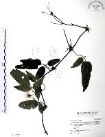 森氏鐵線蓮藏品圖，第1張