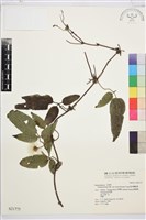 森氏鐵線蓮藏品圖，第2張