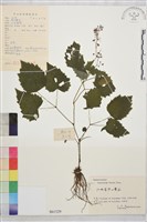 鹿場毛茛藏品圖，第1張