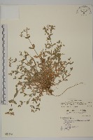 簇生卷耳藏品圖，第1張