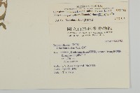 簇生卷耳藏品圖，第2張