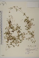 阿里山繁縷藏品圖，第1張