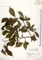 阿里山榆藏品圖，第1張