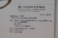 著生珊瑚樹藏品圖，第5張